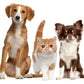 MiniMe Pets (Picture to Figurine)